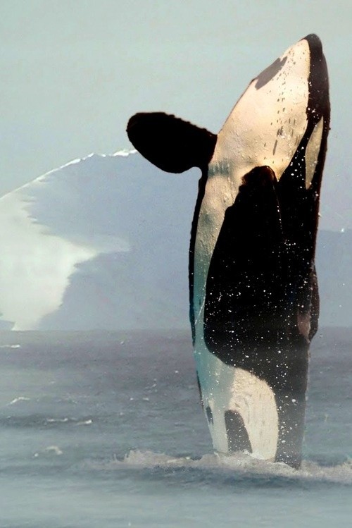 Photo:  orca, killer whale. 